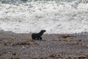 ein Seelöwen-Junges unterwegs am Strand