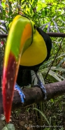 Toucan - Nationalvogel von Belize