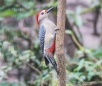 black-cheeked Woodpecker - Schläfenfleckspecht