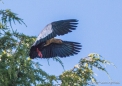 Bandurria Austral - Black-faced Ibis - Schwarzzügel-Ibis