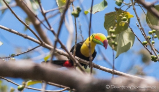 Keel-billed toucan - Regenbogentukan