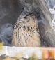 Búho Real - Eurasian Eagle-Owl - Uhu