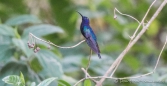 dieser Kolibri war richtig groß und hat in allen Blautönen gestrahlt