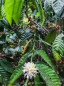 Kaffeeblüten und Kaffeebohnen an einer Kaffeepflanze