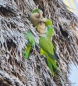 in den Palmen über unseren Köpfen turteln die Monk Parakeet - Monje Perico - Mönchsittiche