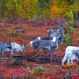 Rentiere in der gefärbten Tundra