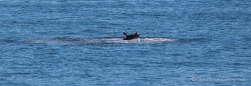 der Orca zeigt sich voller Freude ... erst mit dem Kopf