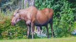 eine Elchkuh mit ihrem Nachwuchs im Vorgarten eines Hauses