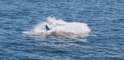 es wird noch kurz die Flugge gezeigt, bevor die Wellen über dem Orca zusammenschlagen...