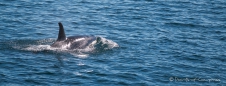 noch scheint ein Orca allein vorbeizuschwimmen