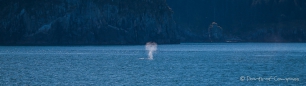 Fontaine eines Humpback-Wales