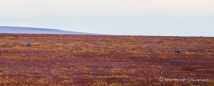 Zwei Caribous in der gefärbten Tundra