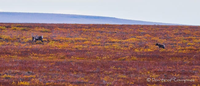 Zwei Caribous in der gefärbten Tundra