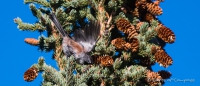 Dark-Eyed Juncos - Winterammern