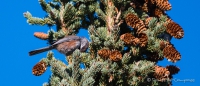 Dark-Eyed Juncos - Winterammern