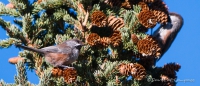 Dark-Eyed Juncos - Winterammern