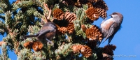 Dark-Eyed Juncos - Winterammern