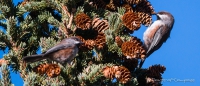 Dark-Eyed Juncos - Winterammern