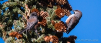 Dark-Eyed Juncos - Winterammern