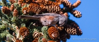 Dark-Eyed Juncos - Winterammern