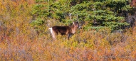 Caribous im Denali