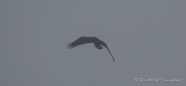 junger Bald Eagle - Weißkopfseeadler