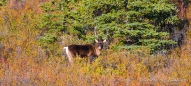 Caribous im Denali