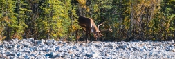 Caribous im Denali