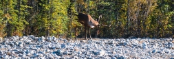 Caribous im Denali