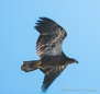 Golden Eagle - Steinadler