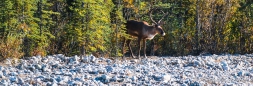 Caribous im Denali