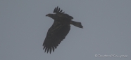 junger Bald Eagle - Weißkopfseeadler