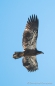 Golden Eagle - Steinadler