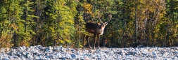 Caribous im Denali