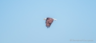 Bald Eagle - Weißkopfseeadler