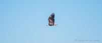 Bald Eagle - Weißkopfseeadler