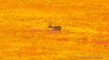 das Caribou in der toll gefärbten Tundra wirkt auf uns perfekt