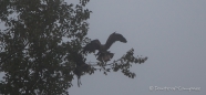 junger Bald Eagle - Weißkopfseeadler im Landeanflug