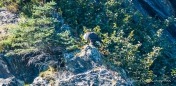 Bald Eagle - Weißkopfseeadler