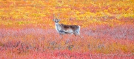 unsere Natur begeistert uns total - mit dem Caribou inmitten der gefärbten Tundra