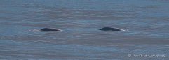 Belugas im Cook Inlet auf dem Weg zur Kenai Peninsula