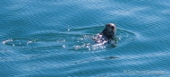 Sea-Otter - einfach Knuffig wie sie sich im Wasser auf dem Rücken treiben lassen...