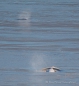 toll - welche Bugwelle die Belugas vor sich herschieben