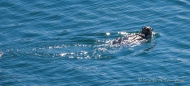 Sea-Otter - einfach Knuffig wie sie sich im Wasser auf dem Rücken treiben lassen...