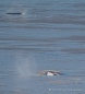 toll - welche Bugwelle die Belugas vor sich herschieben