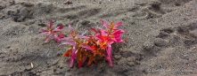 selbst die kleinen Pflänzchen im Sand strahlen in tollen Farben...