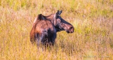 Elchkuh in einer Wiese