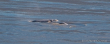 Belugas