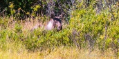 im Hintergrund schlägt sich ein Elch-Kalb durch die Büsche