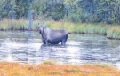 unser erstes Moose (Elch) entdecken wir beim Grasen im Wasser